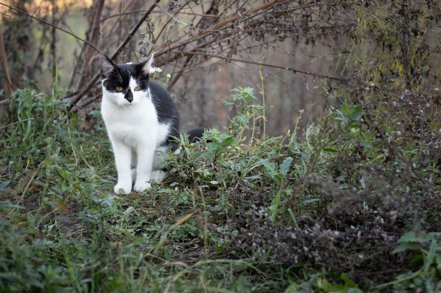 Promocja i organizacja wolontariatu