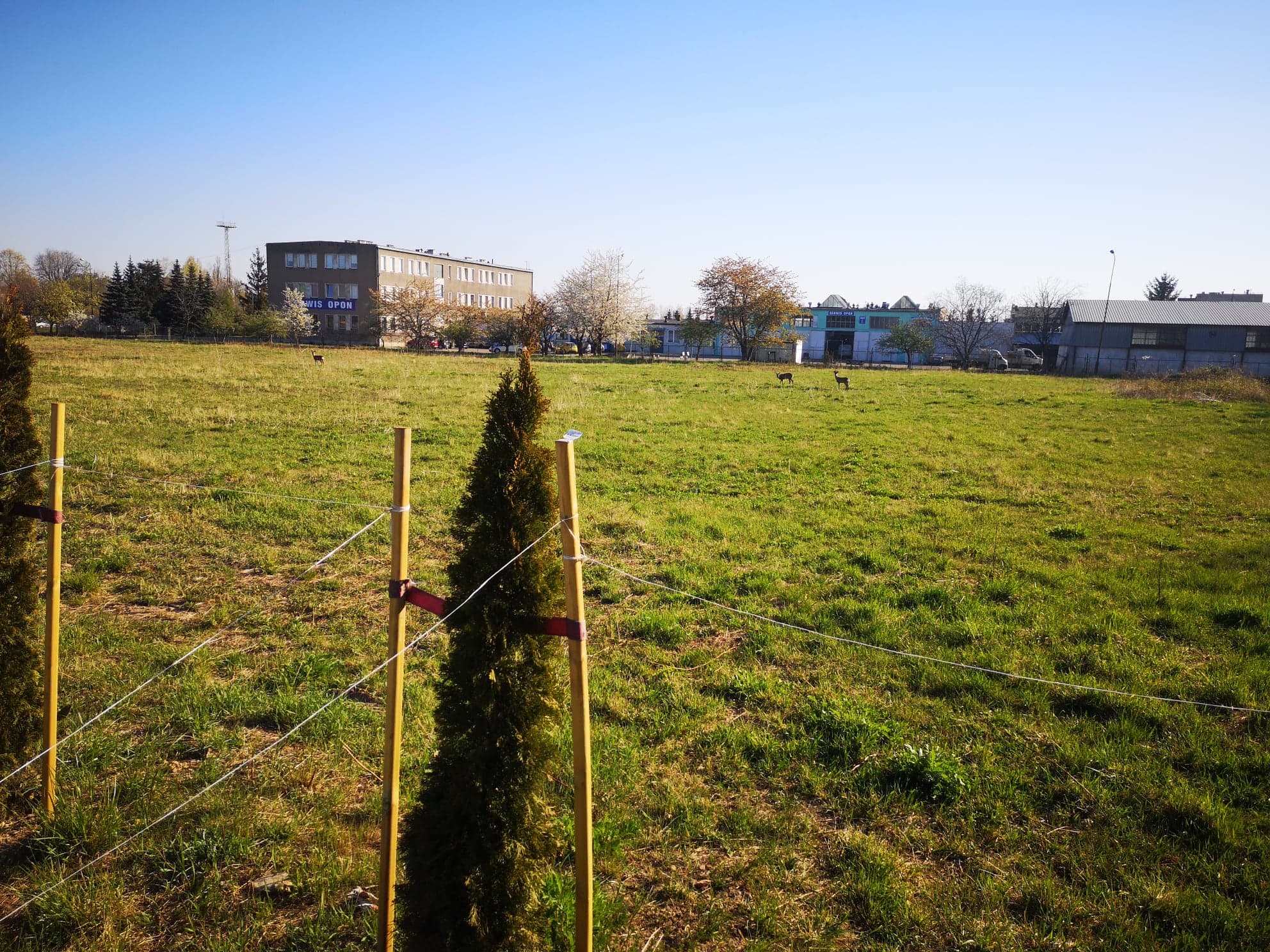 Dzikie zwierzęta w mieście
