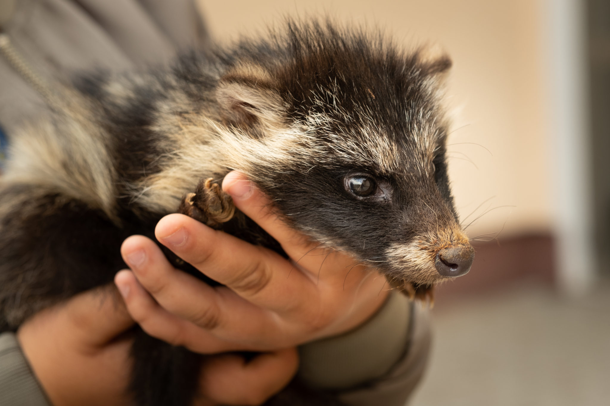 Dobry Zwierz – projekt edukacyjny pomocy dzikim zwierzętom