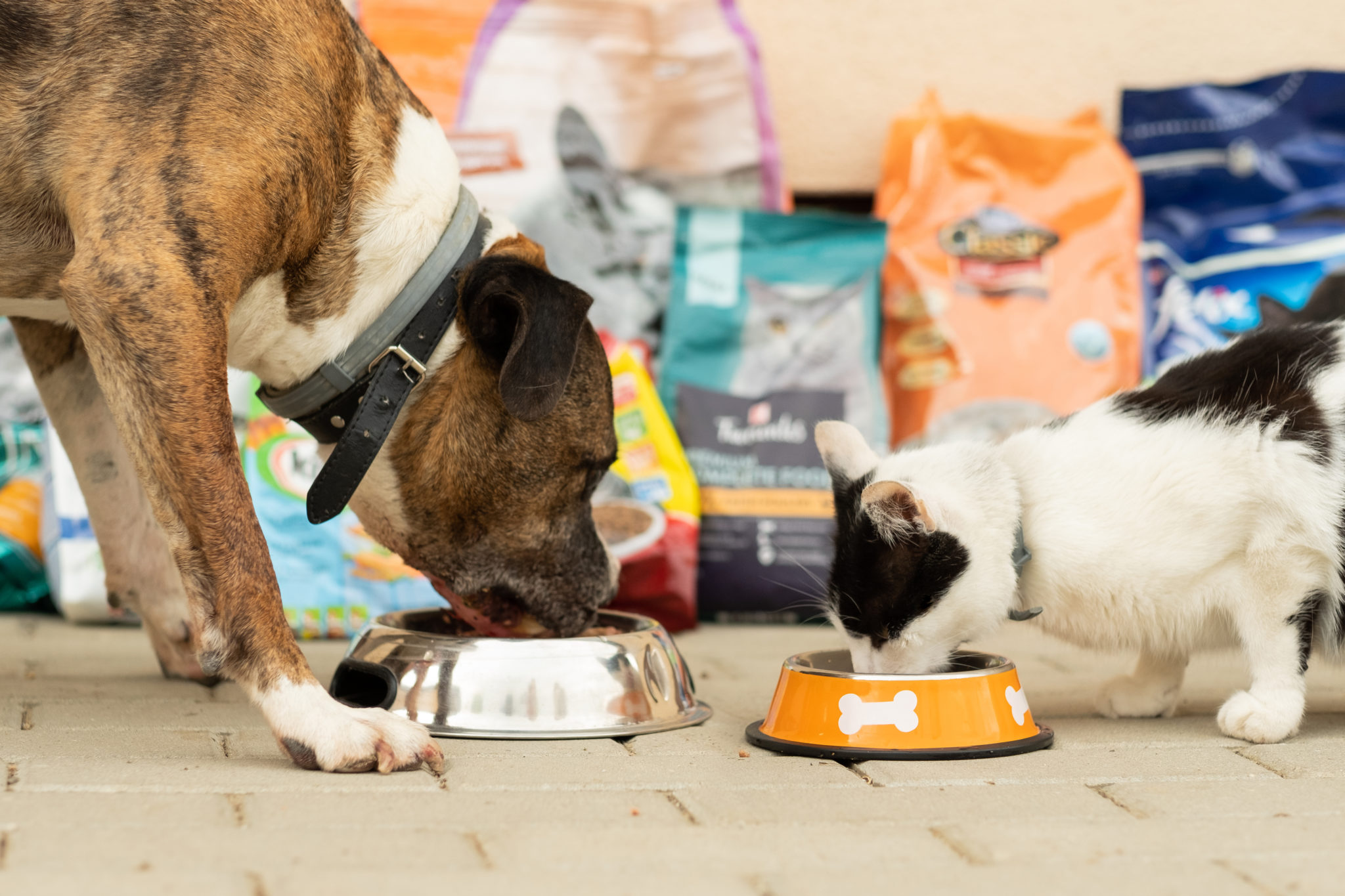Wsparcie zwierząt i ich opiekunów w potrzebie