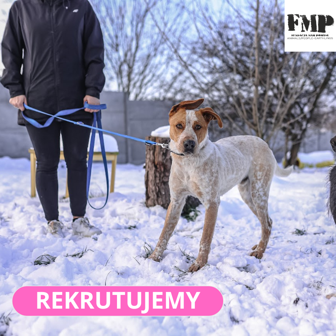 Rekrutacja: koordynator wolontariatu