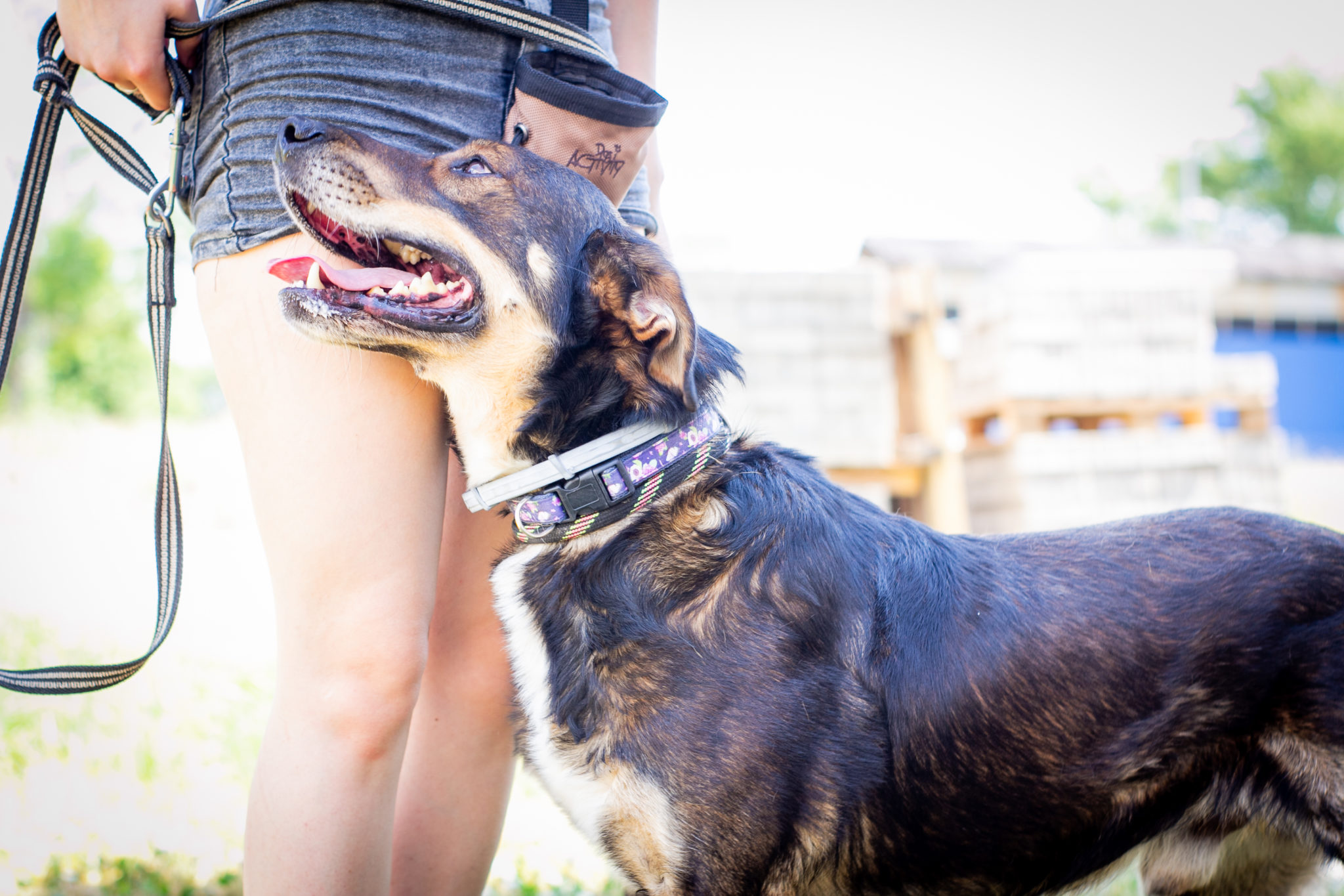 Ogród sensoryczny dla psów w schronisku