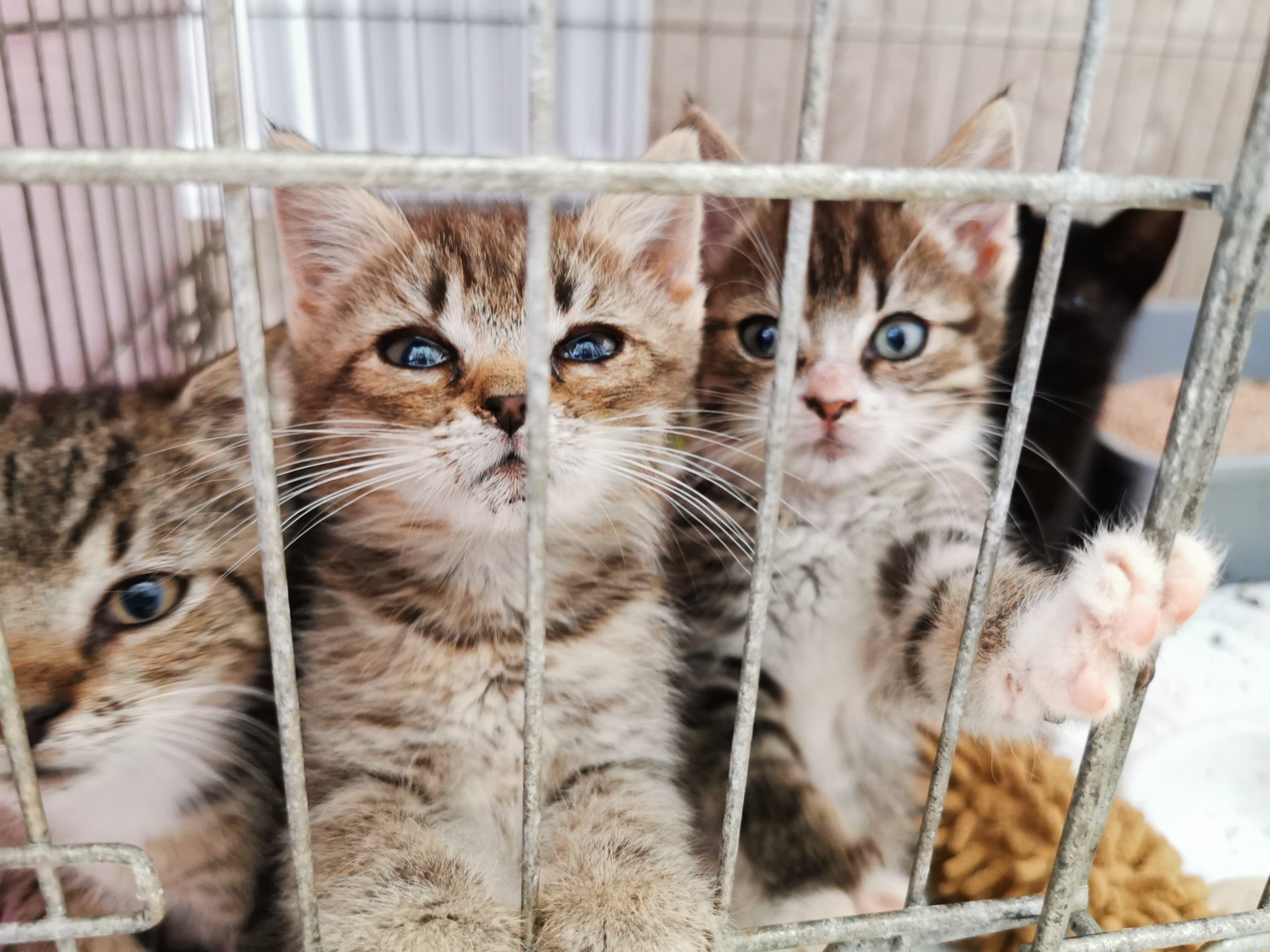 Potrzebna pomoc – zbiórka dla zwierzaków