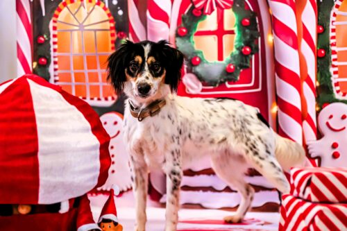 Świąteczne wsparcie bezdomnych zwierząt